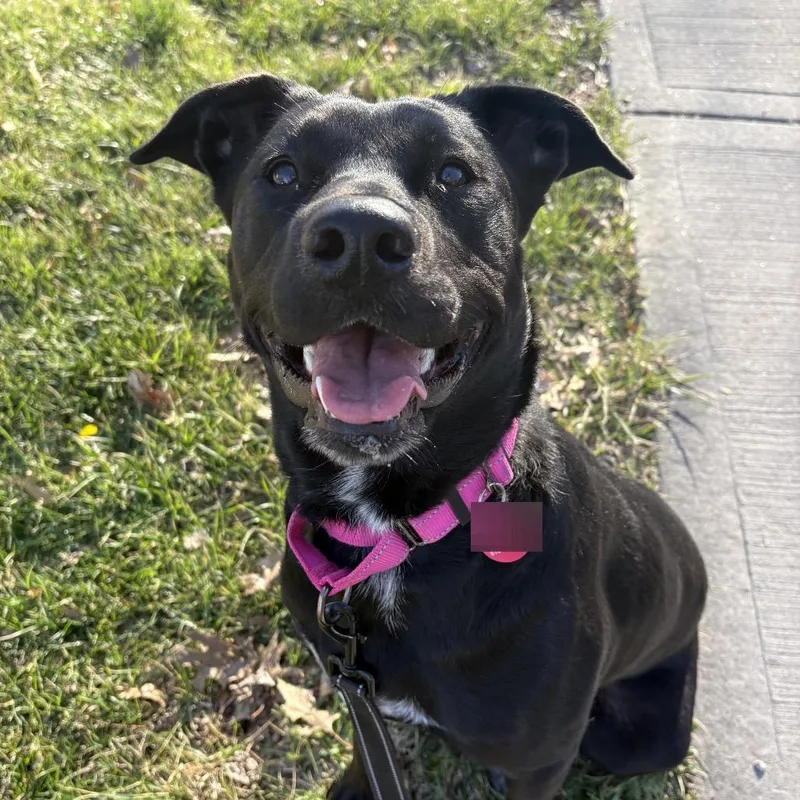 A young small-sized female Black Black Labrador Retriever dog named Lola for adoption in Shawnee, KS