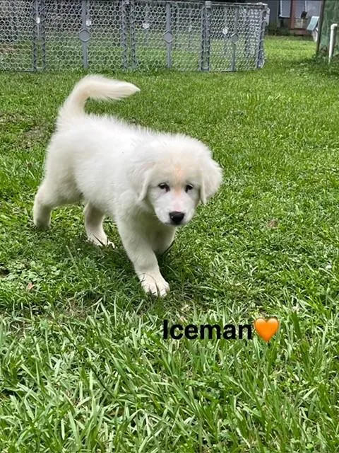 Iceman thumbnail 3