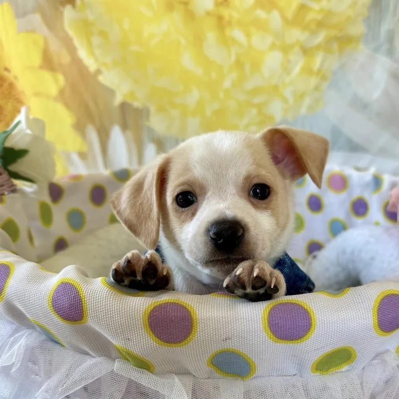 A baby small-sized male Jack Russell Terrier dog named Blue Magnolia for adoption in Cumming, GA