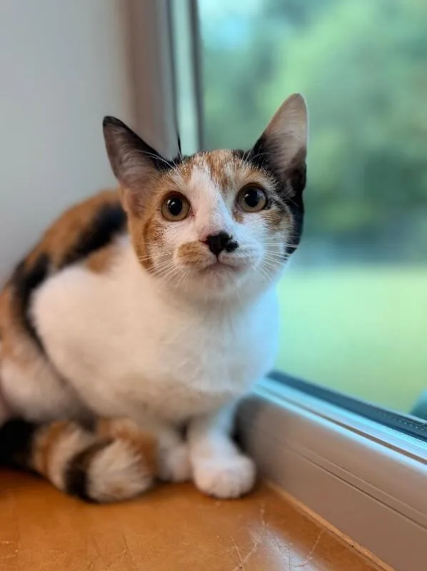 A young medium-sized female Calico Domestic Short Hair cat named Mindy for adoption in Disputanta, VA