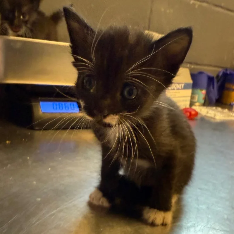 A baby small-sized female Black Domestic Short Hair cat named TUSCStray for adoption in Tuscaloosa, AL