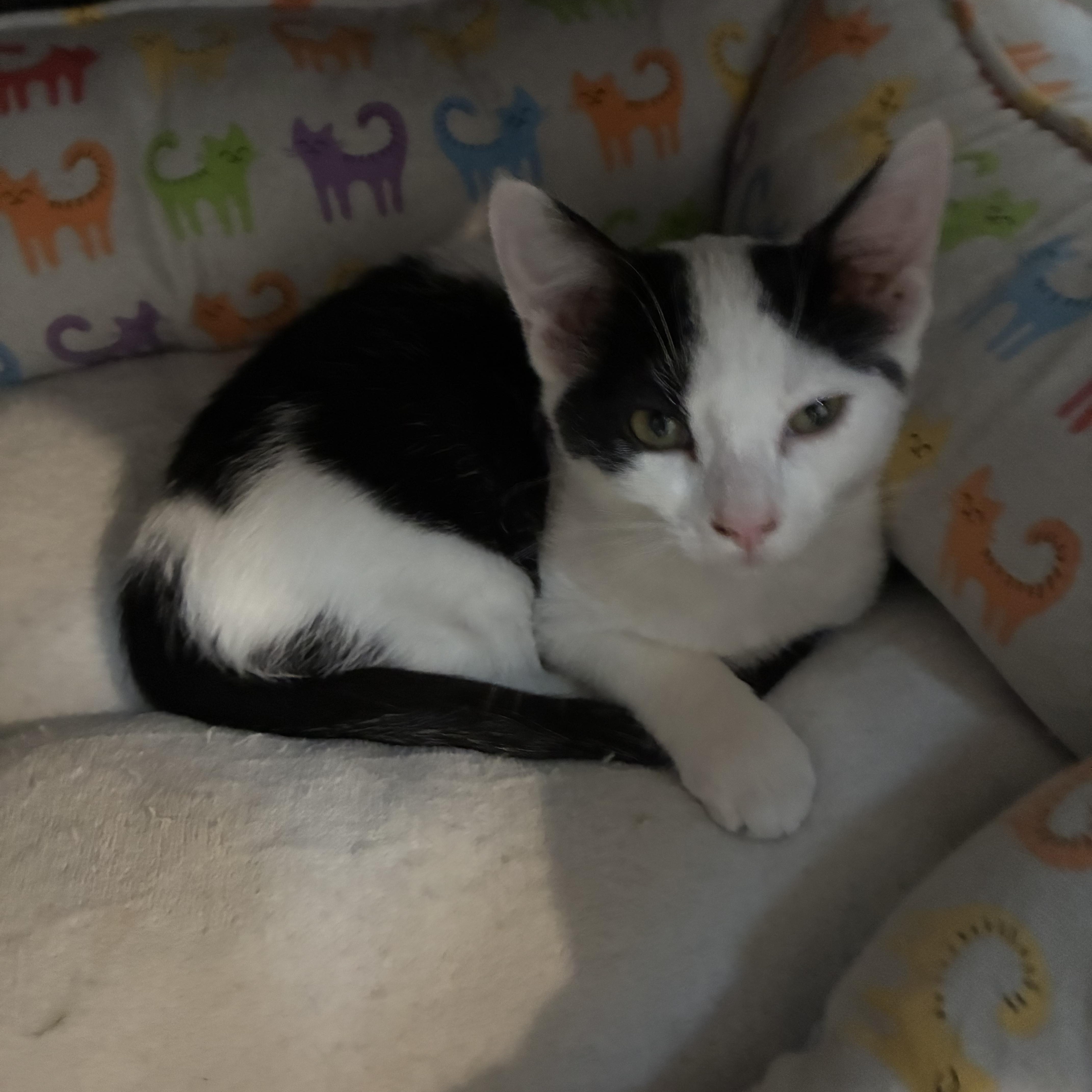 A baby medium-sized female Black & White / Tuxedo Calico cat named Spock for adoption in Bonners Ferry, ID