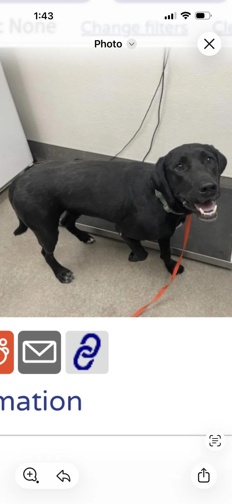 An adult large-sized male Labrador Retriever dog named Chase for adoption in San Diego, CA