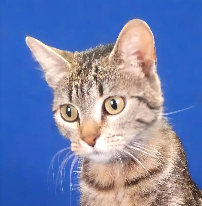 Crouton thumbnail 2