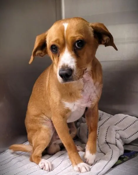 A young small-sized male Chihuahua dog named Mookie for adoption in Los Angeles, CA