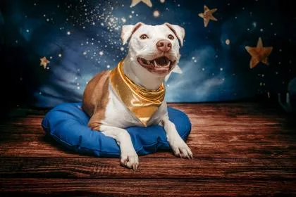 An adult medium-sized female Pit Bull Terrier dog named Honey for adoption in Kingwood, TX