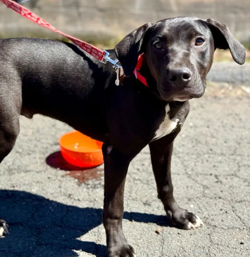 A baby large-sized male Boxer dog named Berkshire for adoption in Bloomfield, CT