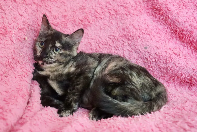 A baby medium-sized female Tortoiseshell cat named Lida for adoption in Saint Augustine, FL