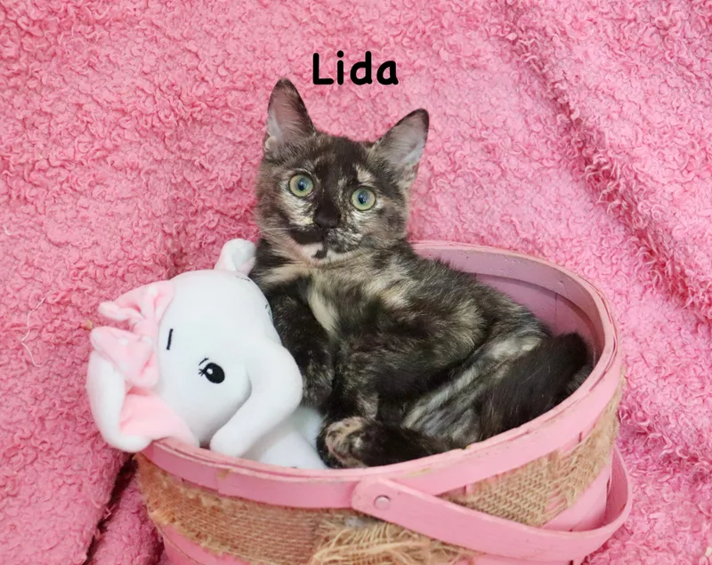 Lida thumbnail 6
