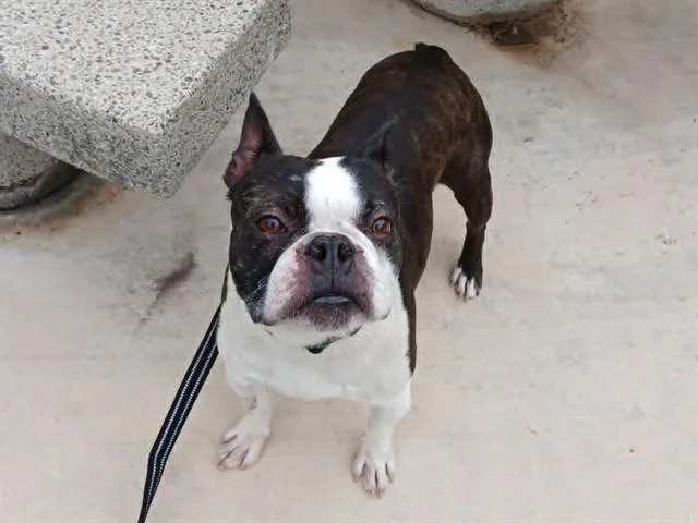 An adult medium-sized male Boston Terrier dog named Flounder for adoption in Martinez, CA