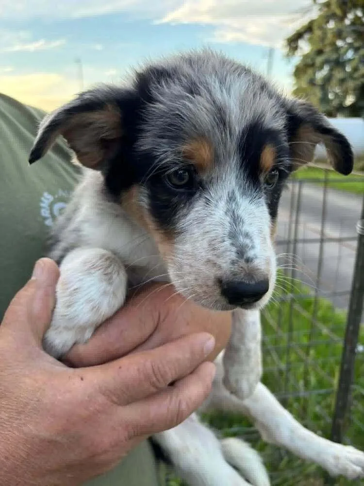 A baby medium-sized female Merle (Blue) Australian Shepherd dog named Gone for the rest for adoption in Waunakee, WI
