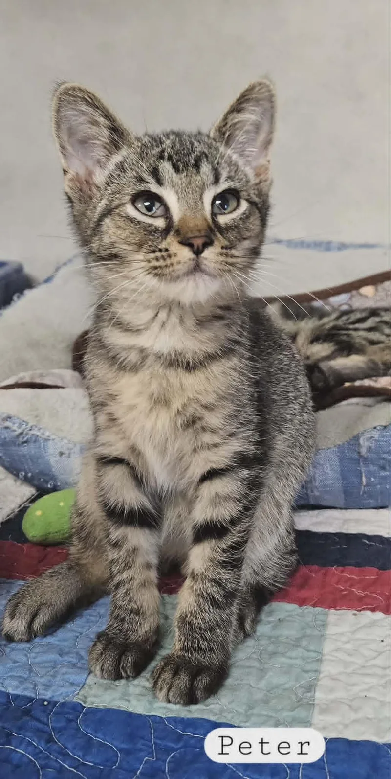 A baby medium-sized male Tabby (Buff / Tan / Fawn) Domestic Short Hair cat named Peter for adoption in Wapakoneta, OH