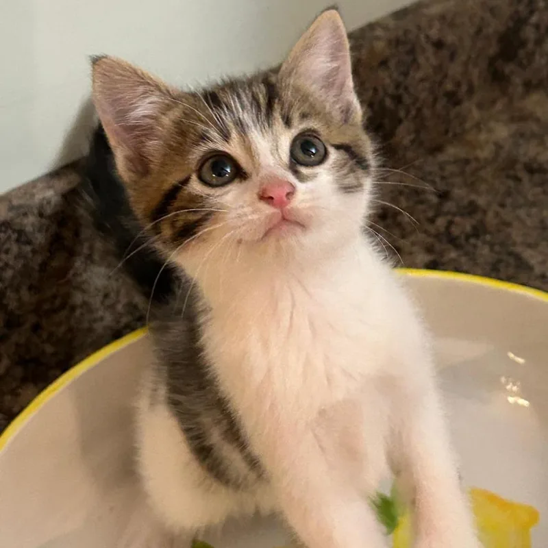 A baby small-sized male Gray / Blue / Silver Domestic Medium Hair cat named Fred Flintstone for adoption in Winchester, VA