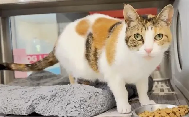 An adult medium-sized female Domestic Short Hair cat named Ki Ki for adoption in Houston, TX