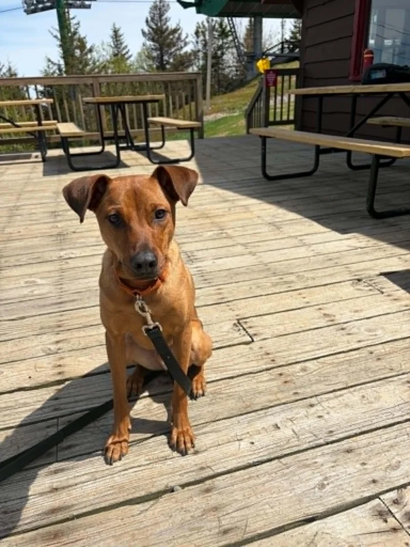 A young medium-sized male Rhodesian Ridgeback dog named Bacon for adoption in Salem, NH