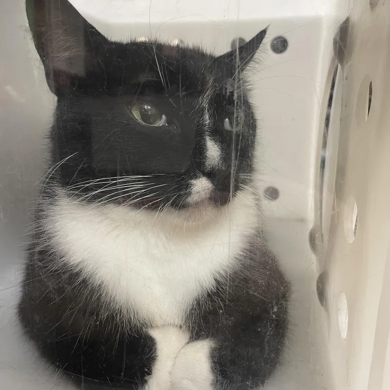 A senior large-sized male Black Domestic Short Hair cat named StrayBarbaraRoad"PeterPan" for adoption in Columbus, GA