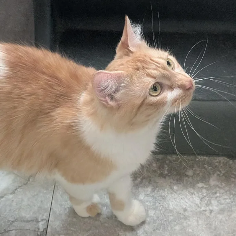 A young medium-sized female Orange & White Domestic Long Hair cat named Roxie for adoption in Reisterstown, MD
