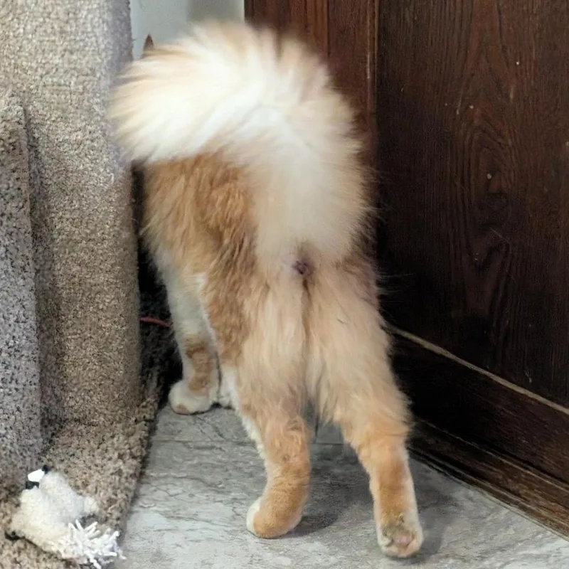 Roxie thumbnail 3