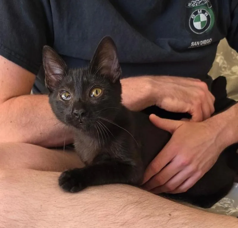 A young small-sized male Black Domestic Short Hair cat named Timmy for adoption in Sunnyvale, CA