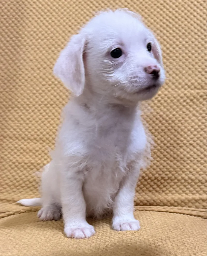 A baby small-sized male White / Cream Shih Tzu dog named Sunny for adoption in Charlotte, NC