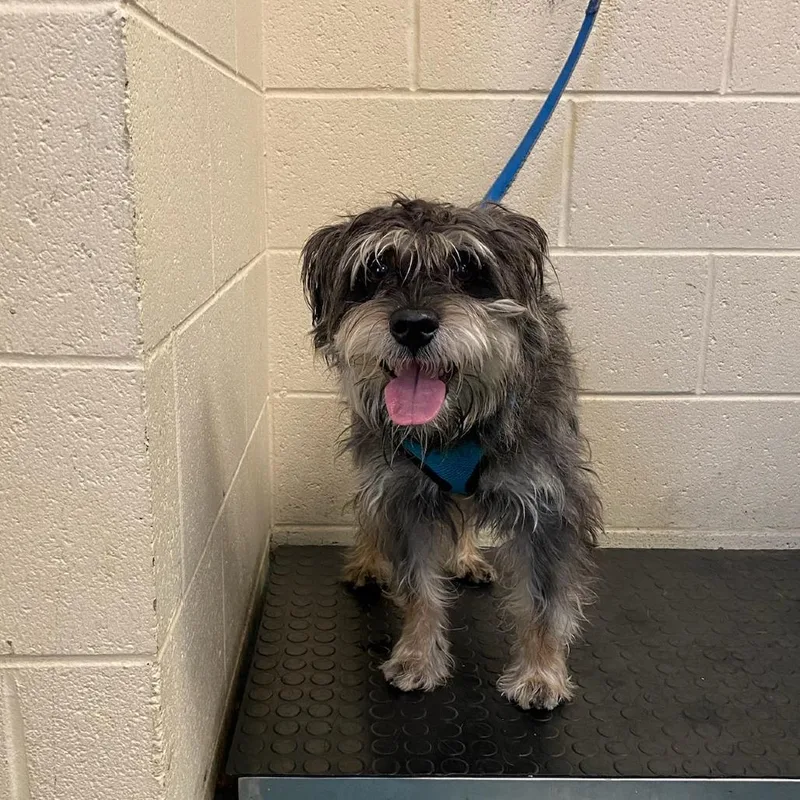 An adult small-sized male Gray / Blue / Silver Mixed Breed dog named Meco for adoption in Memphis, TN