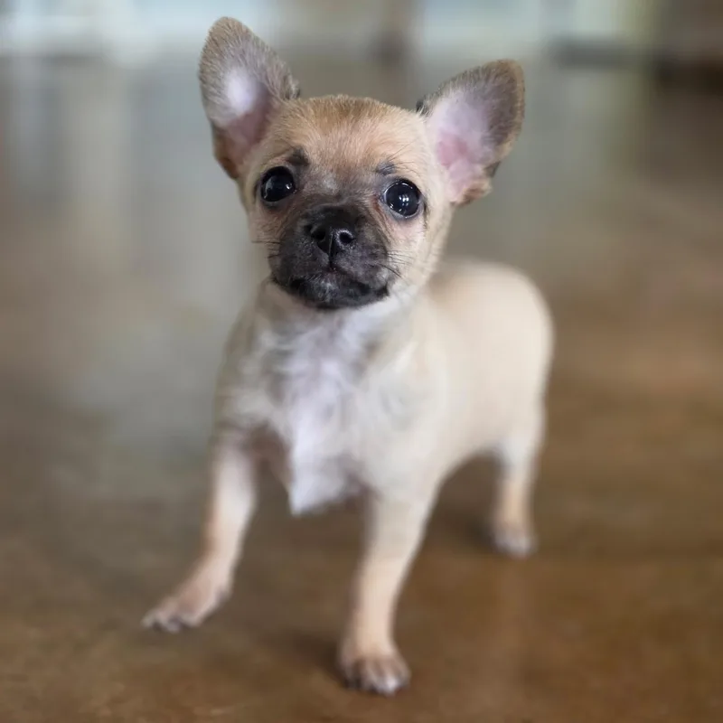 A baby small-sized female Chihuahua dog named Maple for adoption in Gainesville, TX