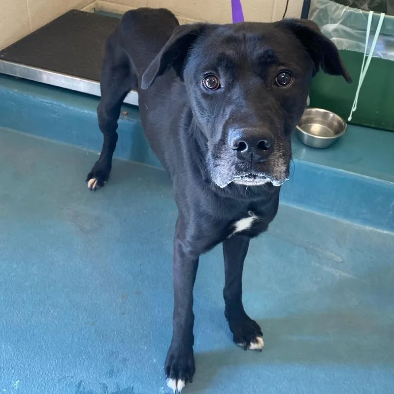 An adult medium-sized male Black Mixed Breed dog named Johnny for adoption in Memphis, TN