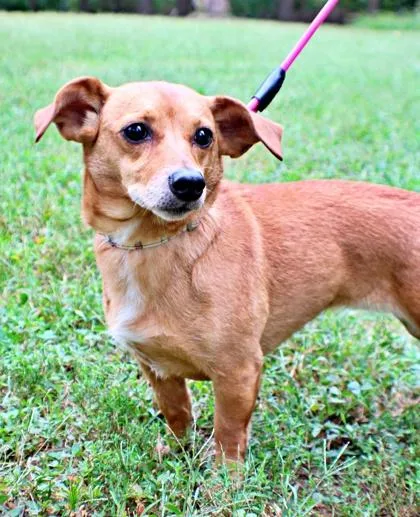 A senior small-sized female Dachshund dog named Peach for adoption in Morton Grove, IL