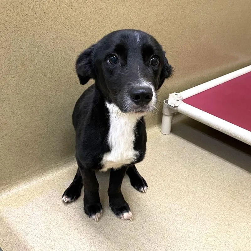 A young medium-sized male Black Border Collie dog named Meeko for adoption in Monroe, GA