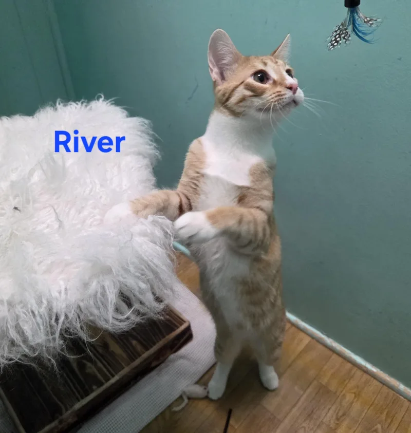 River thumbnail 3