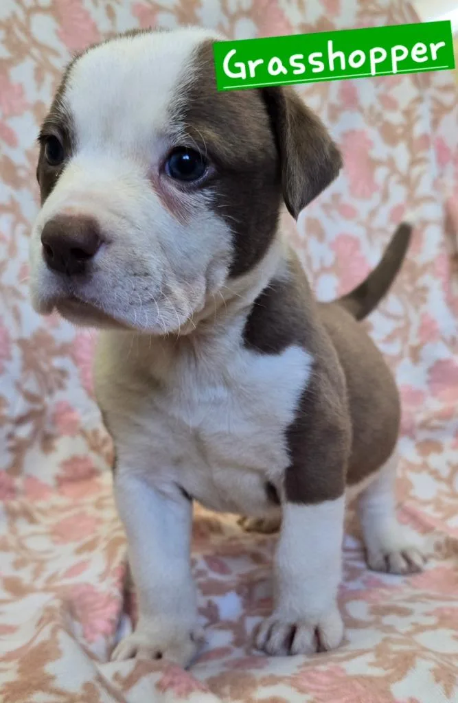 Grasshopper thumbnail 2