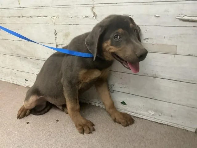 A baby small-sized male Doberman Pinscher dog named Tyson for adoption in San Bernardino, CA