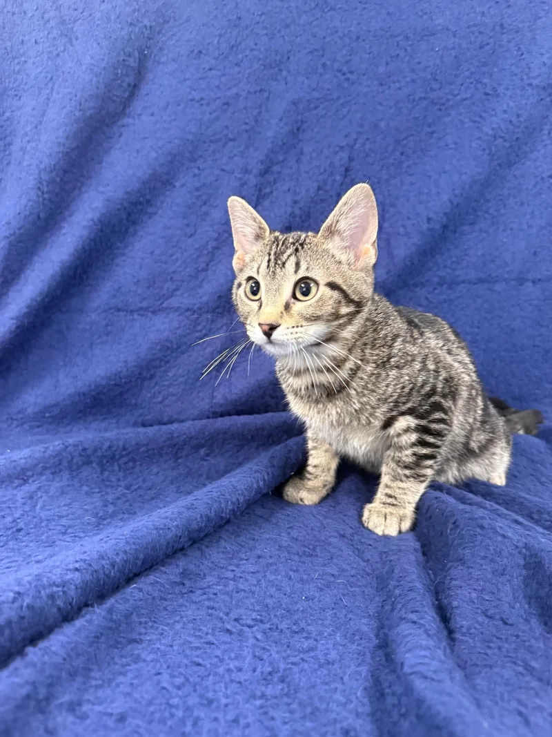 Flamingo thumbnail 2