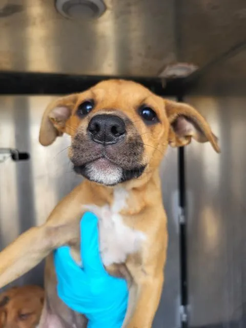 A baby small-sized female Terrier dog named Tabitha for adoption in San Antonio, TX