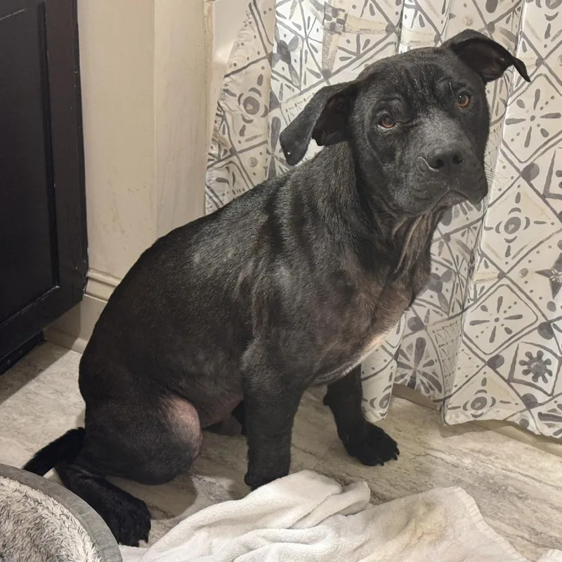 A young medium-sized male Black Staffordshire Bull Terrier dog named Brazil for adoption in Greensboro, NC
