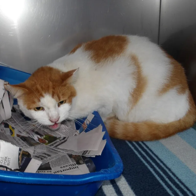 A senior large-sized male White Domestic Short Hair cat named Freddy for adoption in Marble, NC
