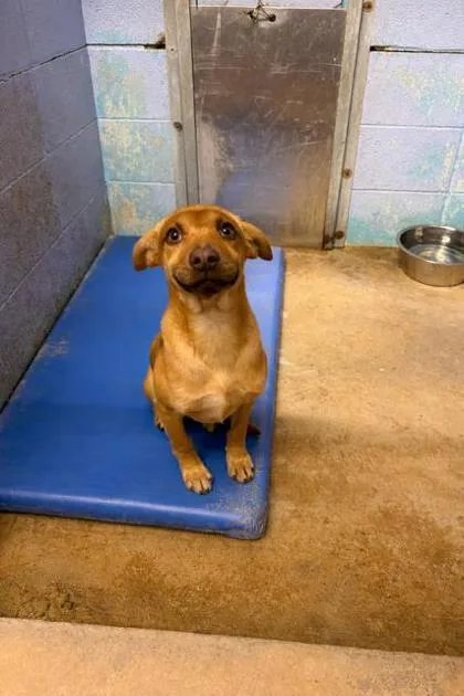 A baby small-sized female Mixed Breed dog named Sisterrosettathorpe for adoption in Covington, LA
