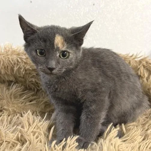 A baby small-sized female Gray / Blue / Silver American Shorthair cat named Savvy for adoption in Mount Shasta, CA