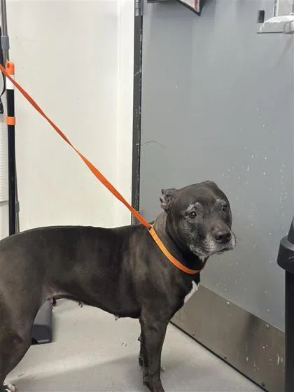 An adult large-sized female Mixed Breed dog named Smiley for adoption in West Chester, PA