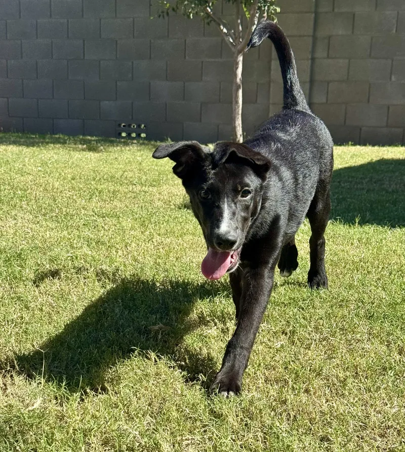 A baby medium-sized female Labrador Retriever dog named Solstice for adoption in Apache Junction, AZ