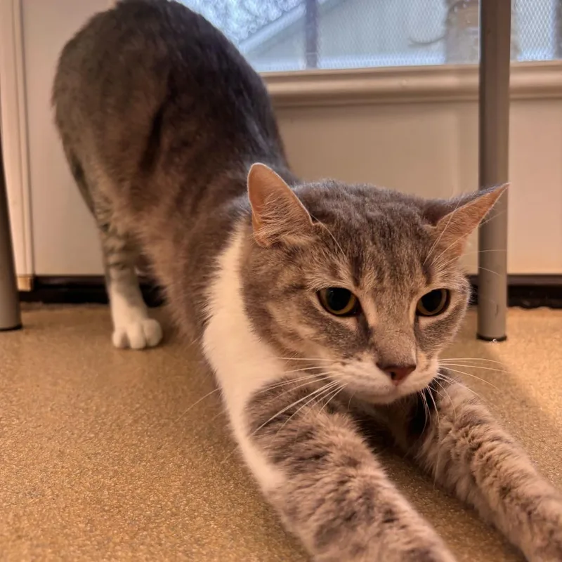 An adult medium-sized female Gray / Blue / Silver Domestic Short Hair cat named Misty for adoption in Fredericksburg, VA