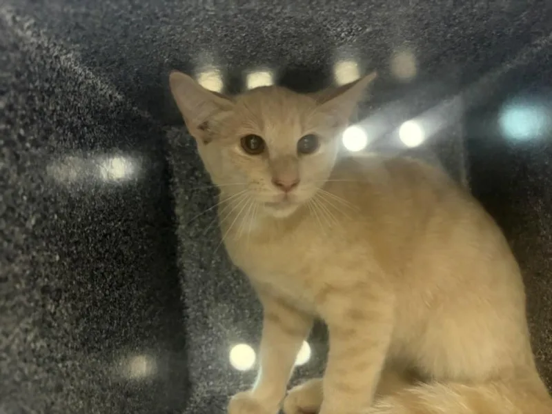 A baby small-sized male Domestic Short Hair cat named Farquad for adoption in Loveland, CO