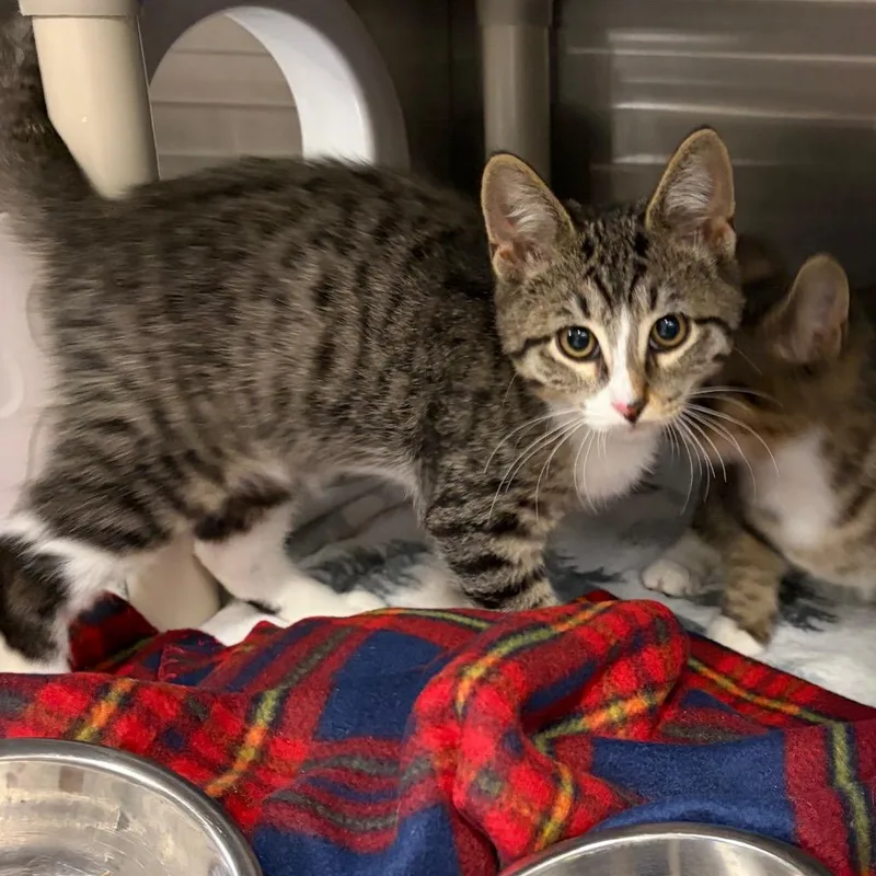 A baby small-sized male Domestic Short Hair cat named Shadow for adoption in Mentor, OH
