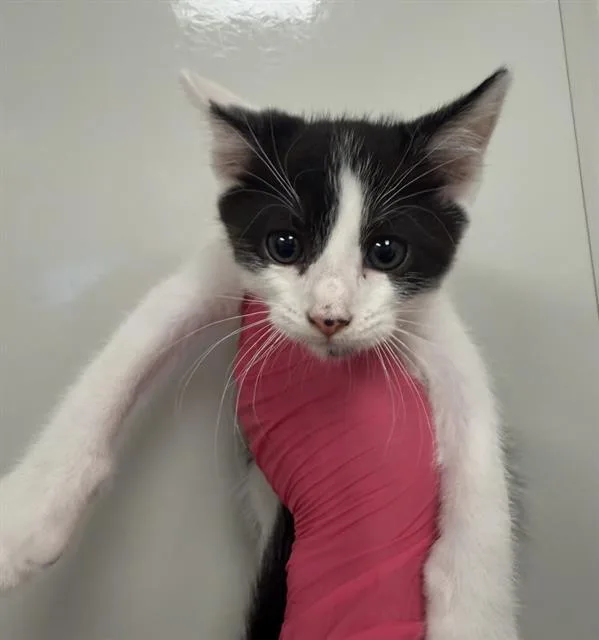 A baby small-sized male Domestic Short Hair cat named Ken for adoption in Ontario, CA