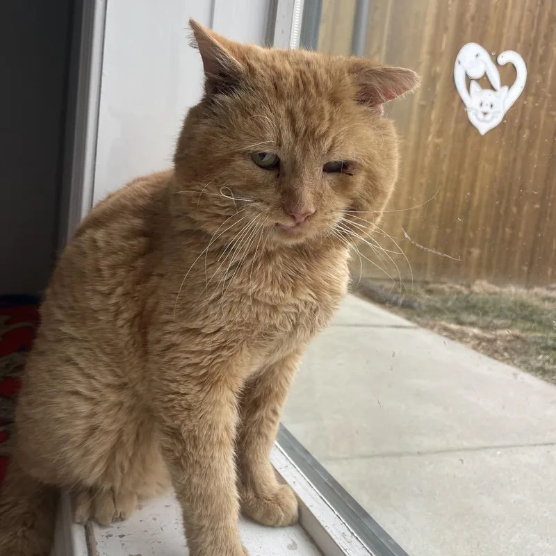An adult small-sized male Orange / Red Domestic Short Hair cat named Hercules for adoption in West Des Moines, IA