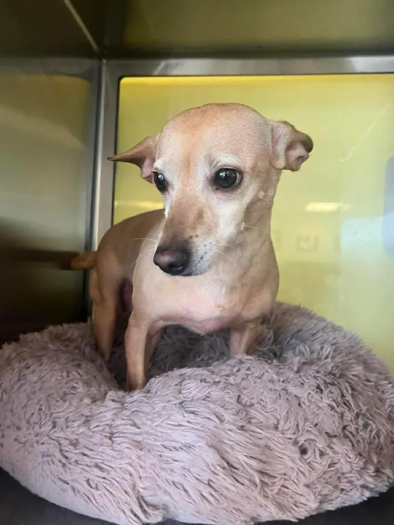 An adult small-sized female Chihuahua dog named K'Aj for adoption in Rockwall, TX