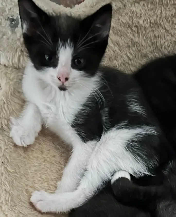 A baby large-sized male Black & White / Tuxedo Domestic Short Hair cat named Slate for adoption in Oakboro , NC