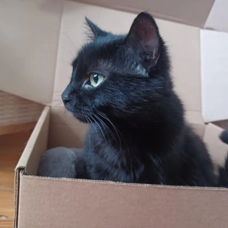 An adult medium-sized female Black Domestic Short Hair cat named Crepe for adoption in Evanston, IL