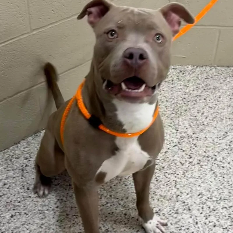 An adult large-sized male Yellow / Tan / Blond / Fawn Pit Bull Terrier dog named Mikey for adoption in Novelty, OH