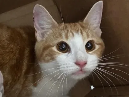 An adult medium-sized female Domestic Short Hair cat named Cinnamon Twist for adoption in West Chester, PA